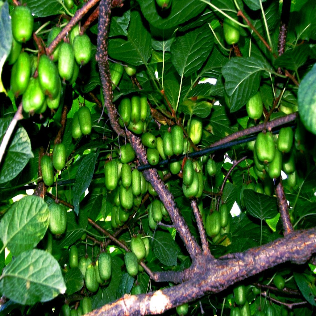 50 Issai Kiwi Seeds – Cold Hardy Actinidia arguta Superfruit Vine for Edible Landscaping and Vertical Gardening