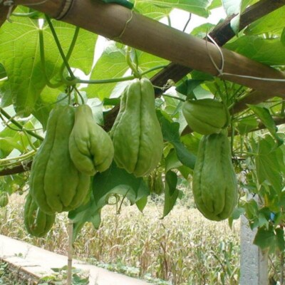 Sprouted Chayote Squash Mirliton Live Plants – Edible Vegetable Vine – Fast Growing, Ready to Plant, Organic Gardening