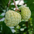 Sugar Apple Starter Plant Seedling (Annona squamosa) - Live Tropical Fruit Tree 2-3’ Tall for Garden & Orchard