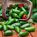 Jalapeño M Pepper Seeds – Heirloom Non-GMO Capsicum annuum Medium Heat for Salsas, Pickling, Cooking