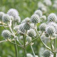 Eryngium yuccifolium Seeds – Rattlesnake Master Native Perennial for Gardens, Prairies, Landscaping, Drought-Tolerant, Pollinator-Friendly