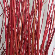 Bright Red Dogwood Unrooted Cuttings | Cornus sericea Hardy Shrub with Vibrant Red Stems