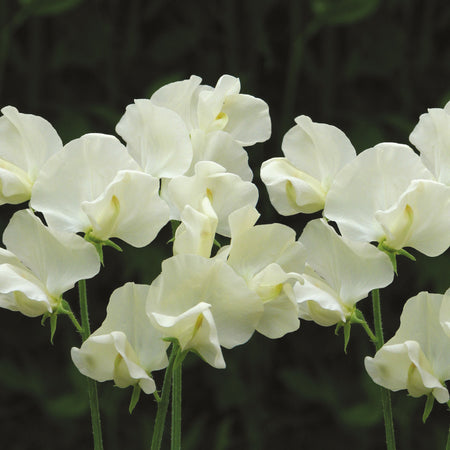 Cathy Sweet Pea Seeds – 50+ Pure White Blooms – Climbing Vine for Trellises, Weddings & Borders – Lathyrus odoratus, USA
