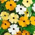 Black Eyed Susan Vine Seeds Mixed Colors – Thunbergia alata, Non-GMO, Perennial, Pollinator Attracting, Climbing Plant for Gardens & Trellises