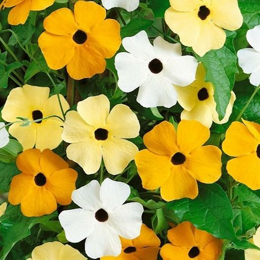 Black Eyed Susan Vine Seeds Mixed Colors – Thunbergia alata, Non-GMO, Perennial, Pollinator Attracting, Climbing Plant for Gardens & Trellises
