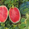 Sweet Watermelon Seeds – Heirloom Citrullus lanatus, Juicy Large Fruit for Summer Gardens, 25 Seeds