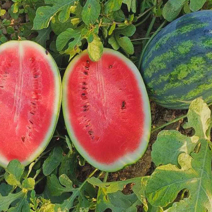 Sweet Watermelon Seeds – Heirloom Citrullus lanatus, Juicy Large Fruit for Summer Gardens, 25 Seeds