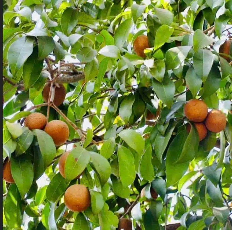 Grafted Sapodilla Tree 12-24 Inches, Early Fruiting Manilkara zapota, Tropical Fruit Tree, Sweet Zapote, Live Starter Plant