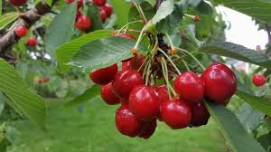 Merton Glory Cherry Seeds – White Juicy Fruit, Large, Sweet, Cold-Hardy, High-Yielding, Fruit Seeds for Home Gardens & Orchards