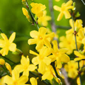 Winter Jasmine Vine Cuttings - Jasminum Nudiflorum, Bright Yellow Flowers, Early Blooming, Hardy Climbing Vine, Garden Propagation