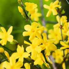 Winter Jasmine Vine Cuttings - Jasminum Nudiflorum, Bright Yellow Flowers, Early Blooming, Hardy Climbing Vine, Garden Propagation