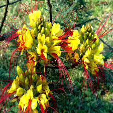Mexican Desert Yellow Bird of Paradise Seeds | Caesalpinia gilliesii | Vibrant Yellow & Red Blooms | Drought-Tolerant, USDA Zones 8-11