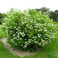 Arrowwood Viburnum Bare Root Plant 12-14 Inches Viburnum dentatum Deciduous Shrub for Hedges & Wildlife