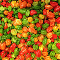 Aji Dulce Pepper Seeds - Heirloom, Non-GMO, Mild Heat, Sautéing & Rice Dish Pepper, Capsicum Chinense, 100 Days to Maturity