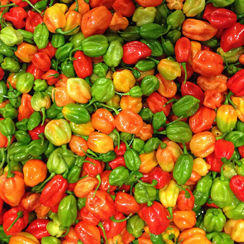 Aji Dulce Pepper Seeds - Heirloom, Non-GMO, Mild Heat, Sautéing & Rice Dish Pepper, Capsicum Chinense, 100 Days to Maturity