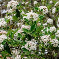 Arrowwood Viburnum Bush – Live Bare Root Plant, Viburnum Dentatum, White Flowers, Edible Blue-Black Fruit, Full Sun, Fast Growing