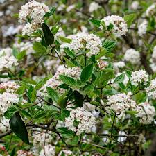 Arrowwood Viburnum Bush – Live Bare Root Plant, Viburnum Dentatum, White Flowers, Edible Blue-Black Fruit, Full Sun, Fast Growing