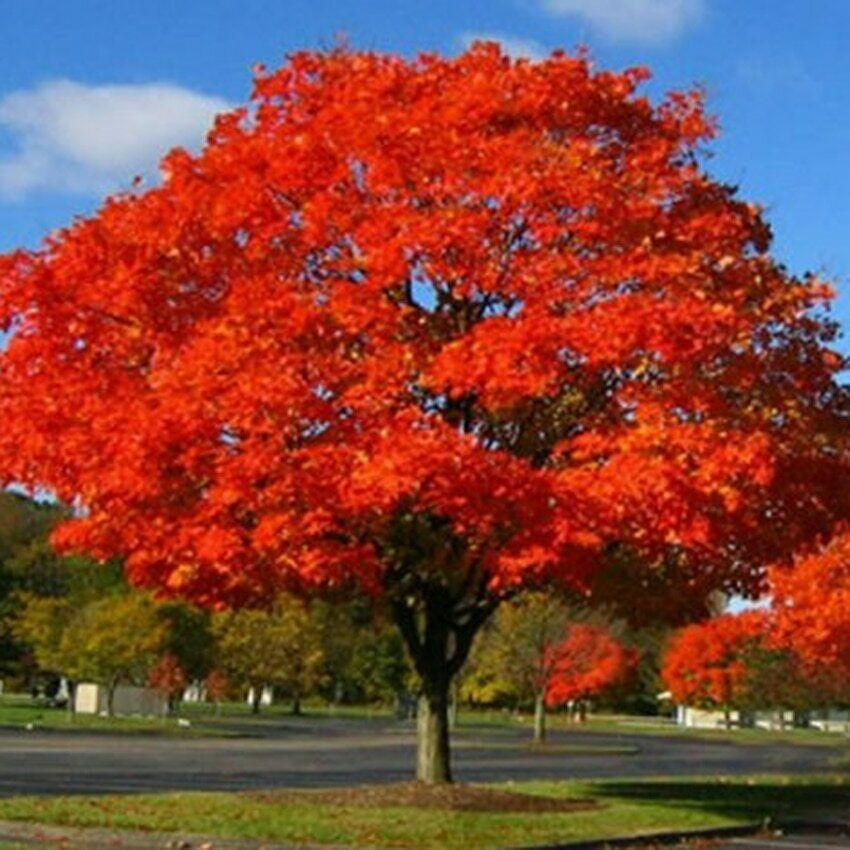 Northern Red Oak Tree Bare Root 2-3 Feet Quercus rubra Fall Foliage Shade Tree
