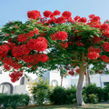 Royal Poinciana Seeds – Delonix Regia, Red Flame Tree, Tropical Ornamental Flowering Tree, Hummingbird Attractant