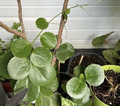 Rare Arabian Wax Ivy Unrooted Cutting - Cissus Rotundifolia Live Houseplant Starter for Indoor Decor & Easy Care