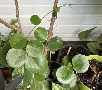 Rare Arabian Wax Ivy Unrooted Cutting - Cissus Rotundifolia Live Houseplant Starter for Indoor Decor & Easy Care