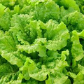 Black Seeded Simpson Leaf Lettuce Seeds, Heirloom, Non-GMO, Fast-Growing, Crisp Tender Salad Green, Lactuca sativa, 500 Seeds