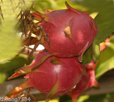 Halley’s Comet Dragon Fruit Plant - Hylocereus Undatus - Red Flesh, Rooted 4-7 Inches, Full Sun, Hardy to 32°F, Home Garden & Container