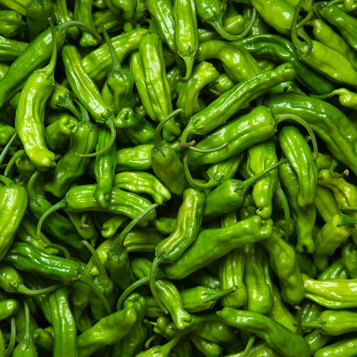 Shishito Pepper Seeds - Heirloom, Non-GMO, Gourmet Japanese Capsicum Annuum, Mild & Sweet, 65 Days to Maturity, Perfect for Grilling