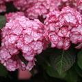 Hydrangea 'Miss Saori' Live Starter Plant – Double-Petaled Flowers, Deciduous Shrub, Zones 5-9
