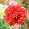 200 Seeds Carnation Etincellant Red - Fragrant Non-GMO Pollinator-Friendly Cut Flowers Dianthus caryophyllus