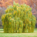 Weeping Willow Tree Live Bare Root Plant, 2-3 Feet Tall, Fast-Growing Ornamental Shade Tree, Salix babylonica