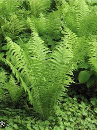 Ostrich Ferns Bare Root Plants - Matteuccia struthiopteris, Shade Garden, Native Perennials, Woodland Landscape