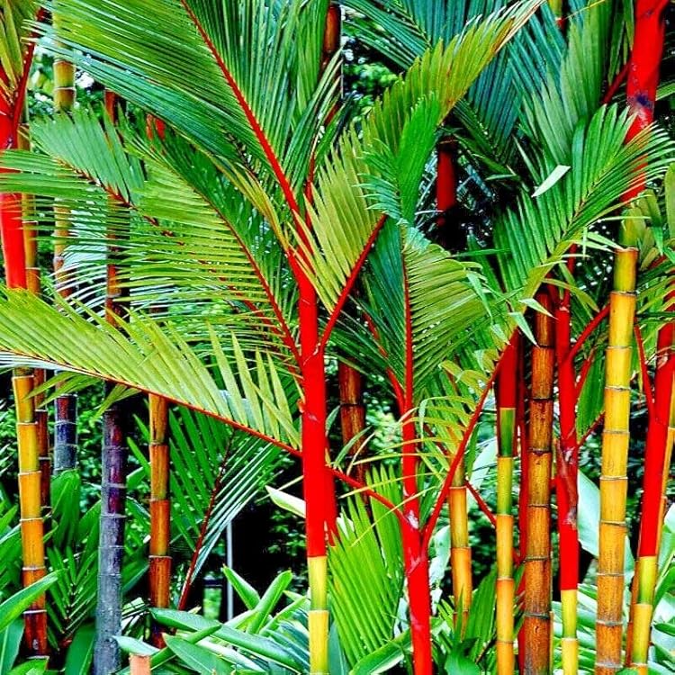 10 Red Sealing Wax Palm Seeds – Cyrtostachys Renda, Rare Indoor Tropical Garden Plant, Exotic Ornamental Palm Seeds