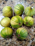 Tiger Panache Fig Cuttings – Variegated 6+ Inches, Fresh Scions with 3+ Nodes for Rooting, Edible Landscaping, Tropical Fruit Tree