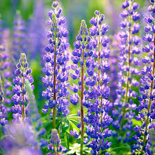 Gulf Coast Lupine Seeds 15 Pack | Native Wildflower for Pollinators | Lupinus westianus | Drought-Tolerant Perennial