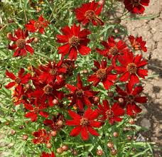 300 Seeds Coreopsis Plains Dwarf Red Wildflower - Pollinator-Friendly, Low-Maintenance, Garden, Perennial, Native, USDA Zones 3-9