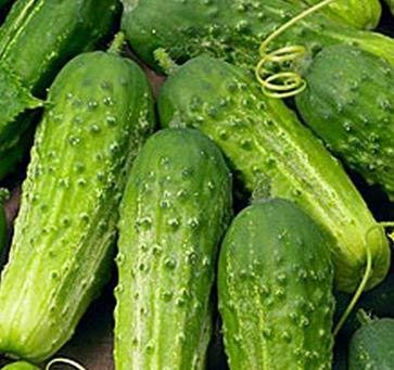 50 Seeds Boston Pickling Cucumber – Heirloom Cucumis sativus for Crisp Pickles, Small 3-6 Inch Fruit, High-Yield Garden Seeds
