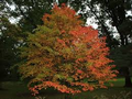 Acer grosseri var. Hersii Tree Seeds – Rare Snakebark Maple with Striking Green and White Bark, Ornamental Garden Tree