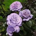Blue Girl Rose Bush Cuttings - 6" Unrooted Lavender-Blue Blooms, Fragrant, Award-Winning, Rome Gold Medal, USDA Zones 5-9