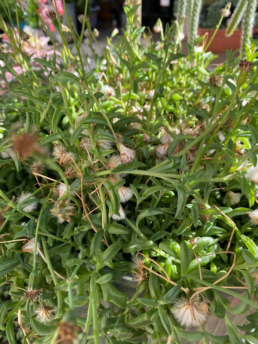 String of Dolphins Succulent Cuttings, 12 Organic Senecio peregrinus Plant Clippings, Easy-to-Grow Indoor or Outdoor Succulents