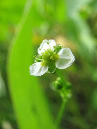 500 Seeds Alisma Subcordatum Water Plant for Ponds & Wetlands Native Aquatic Perennial Wildlife Friendly
