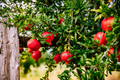 25 Pomegranate Seeds Punica granatum - Edible Tropical Fruit Shrub, Grow Your Own Fresh Pomegranates, Fast Growing, Healthy Plant