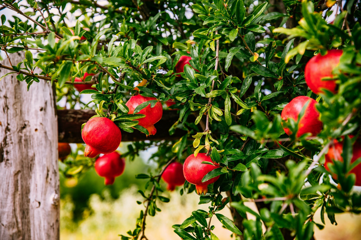 25 Pomegranate Seeds Punica granatum - Edible Tropical Fruit Shrub, Grow Your Own Fresh Pomegranates, Fast Growing, Healthy Plant