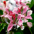 Pink Orchid Tree Seeds - Bauhinia monandra, Tropical Butterfly Flower, Rare Pollinator Attracting Seeds, Zones 10-12