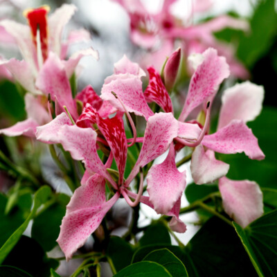 Pink Orchid Tree Seeds - Bauhinia monandra, Tropical Butterfly Flower, Rare Pollinator Attracting Seeds, Zones 10-12