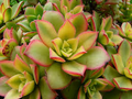 Aeonium haworthii ‘Dream Color’ Kiwi | 2 Bare Root 2" Succulent Plants with Variegated Rosettes | Drought-Tolerant Indoor & Outdoor Plant