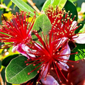 Pineapple Guava Seeds – Feijoa sellowiana Tropical Fruit & Edible Flowers for USDA Zones 8-11