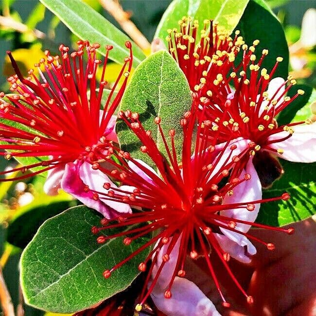 Pineapple Guava Seeds – Feijoa sellowiana Tropical Fruit & Edible Flowers for USDA Zones 8-11