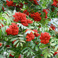 European Mountain Ash Tree Bare Root 2-3 Feet Ornamental Sorbus aucuparia for Landscaping & Wildlife