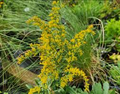 1000 Seeds Solidago Nemoralis Gray Goldenrod Wildflower Native Perennial Pollinator-Friendly Drought Tolerant Seeds